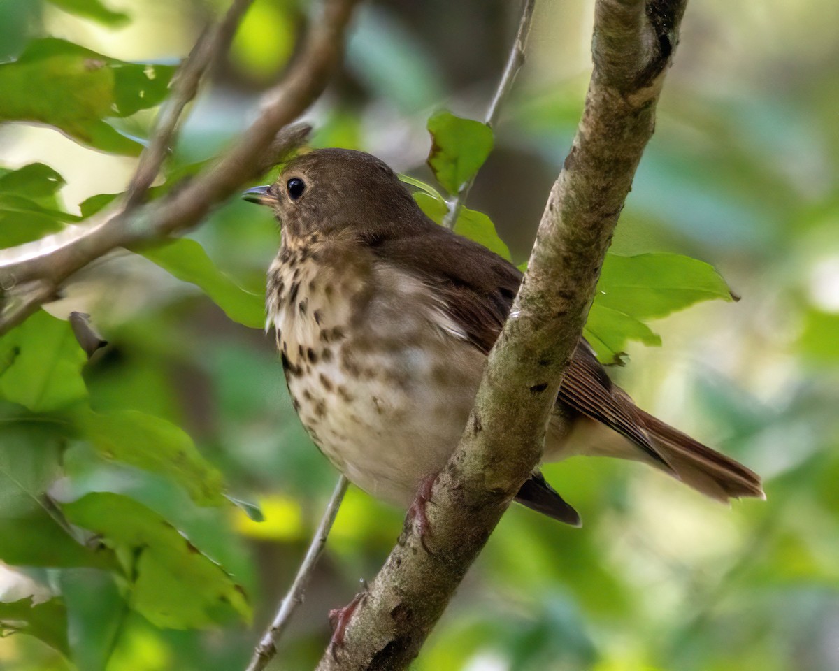 Grive solitaire - ML645689675