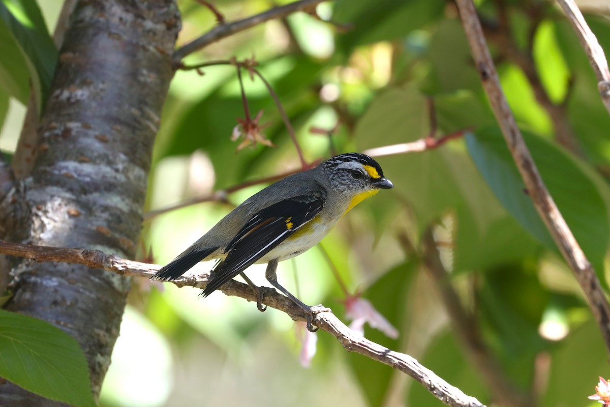 Striated Pardalote - ML645689677