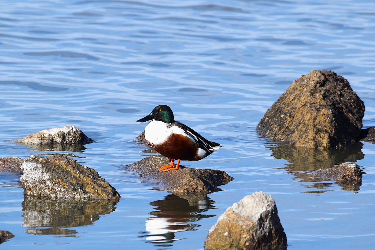 Northern Shoveler - ML645689681