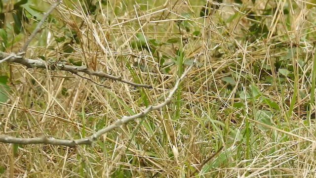 ציפור שיר בלתי-מזוהה - ML645689682