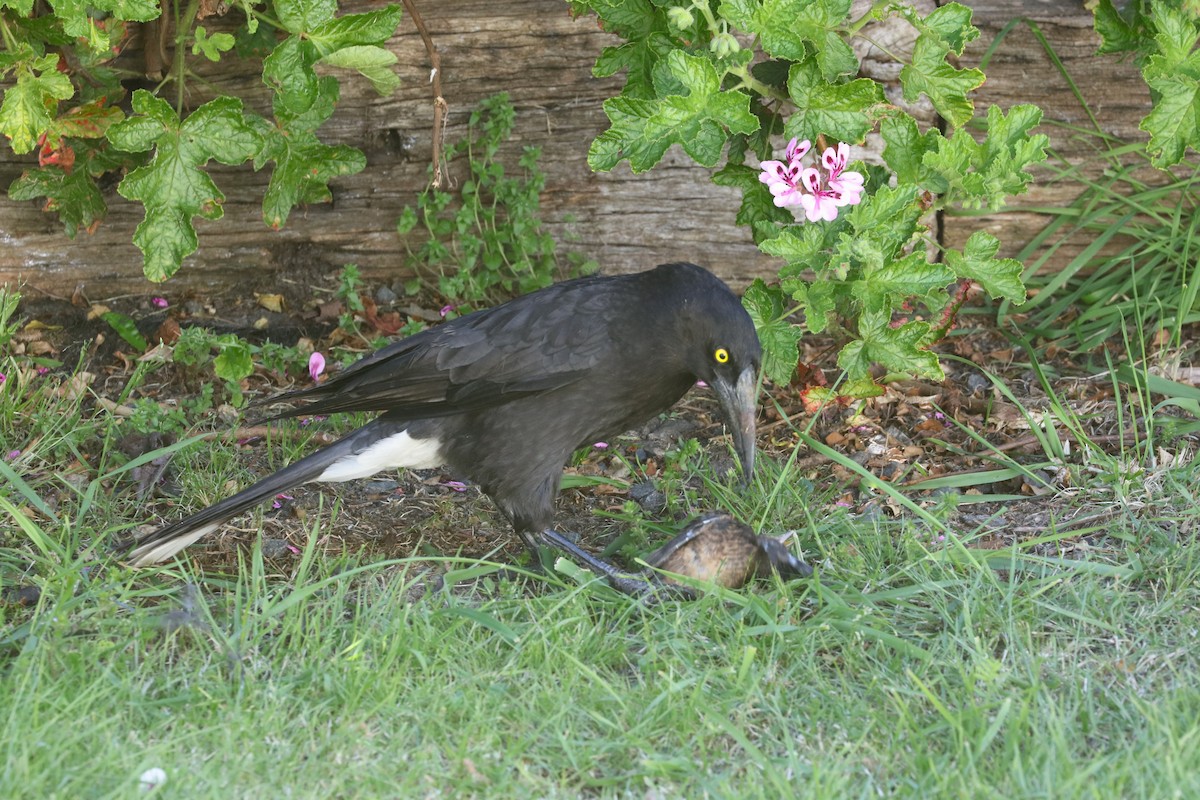 Gray Currawong - ML645689683