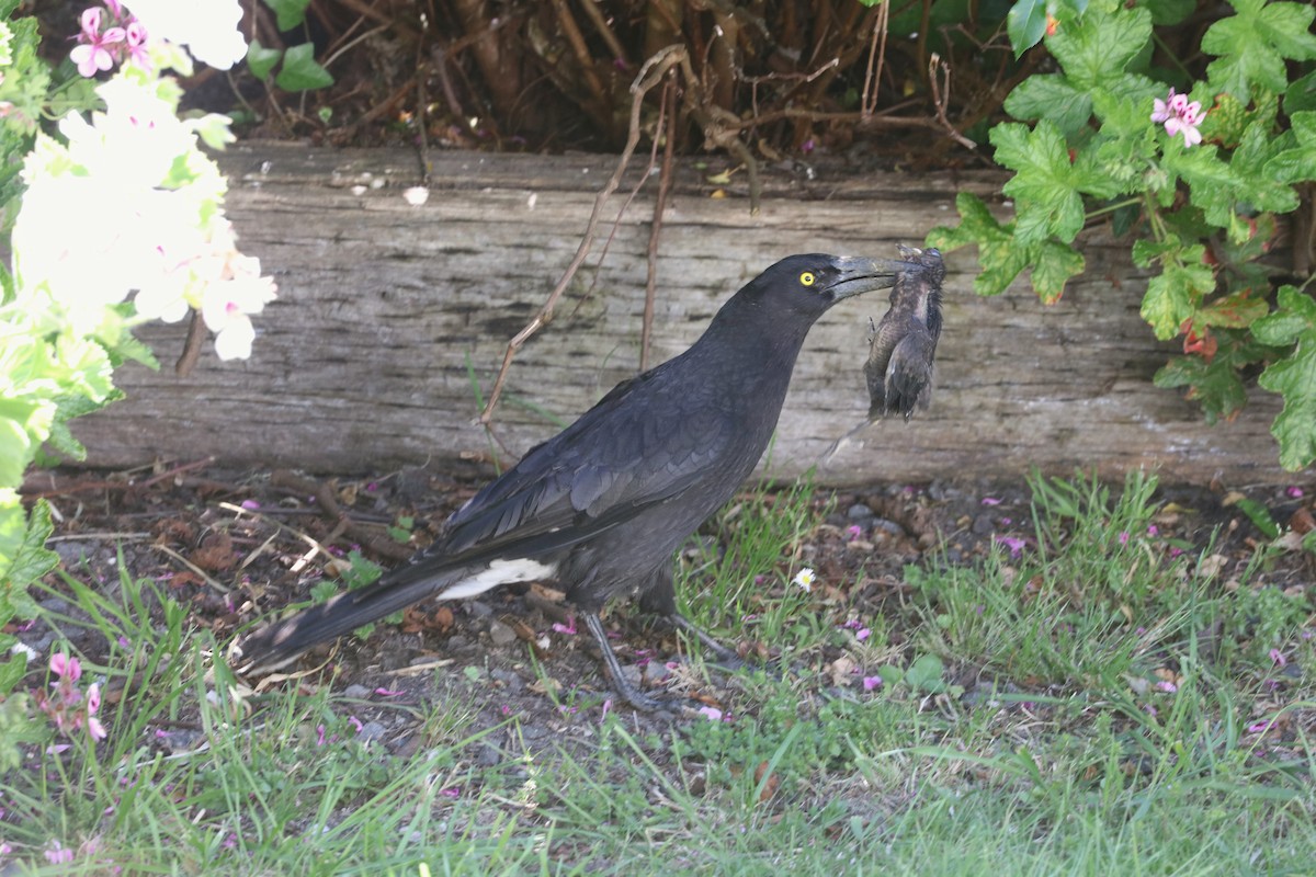 Gray Currawong - ML645689684