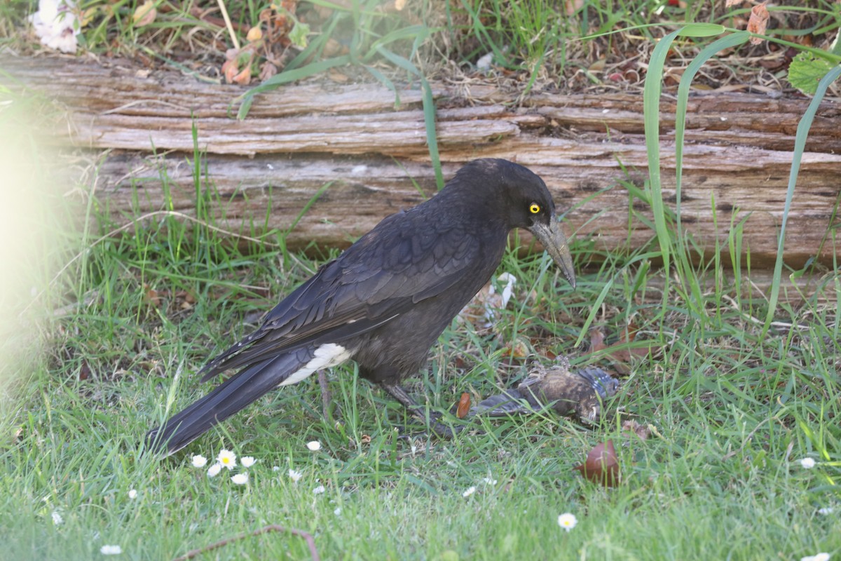 Gray Currawong - ML645689685