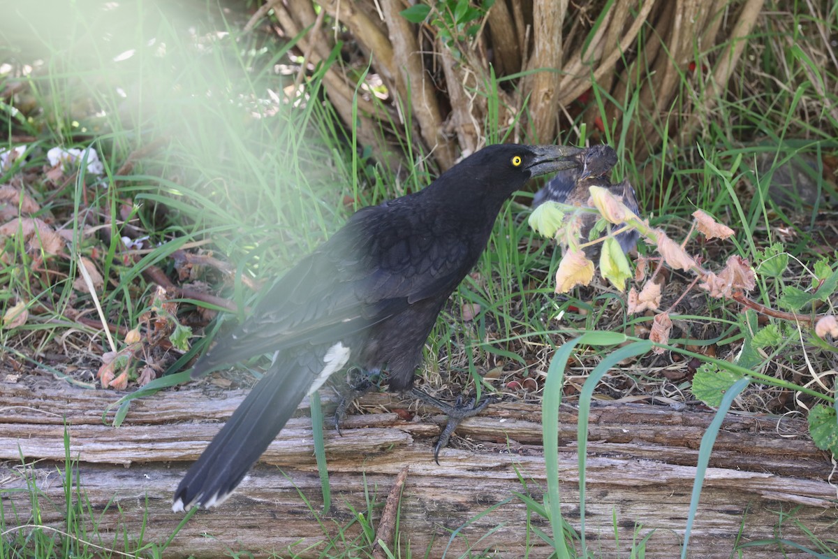 Gray Currawong - ML645689686
