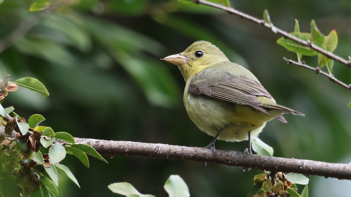 Піранга кармінова - ML645689687