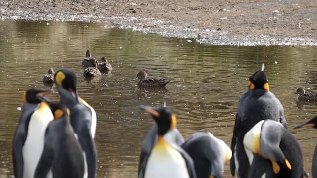 Yellow-billed Pintail (South Georgia) - ML645689688