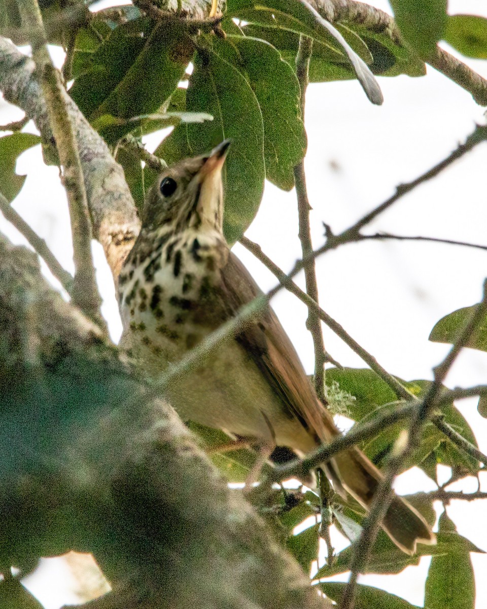 Grive solitaire - ML645689690