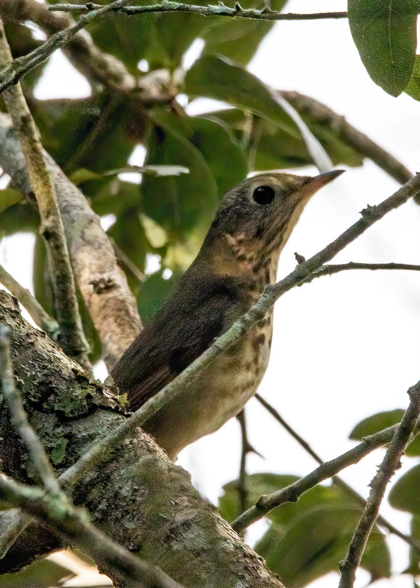 Grive solitaire - ML645689700