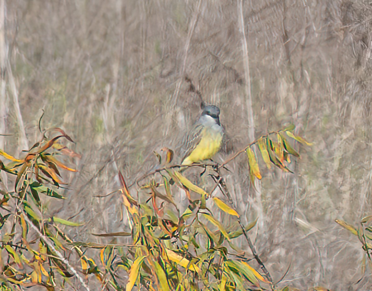 Cassin's Kingbird - ML645689701