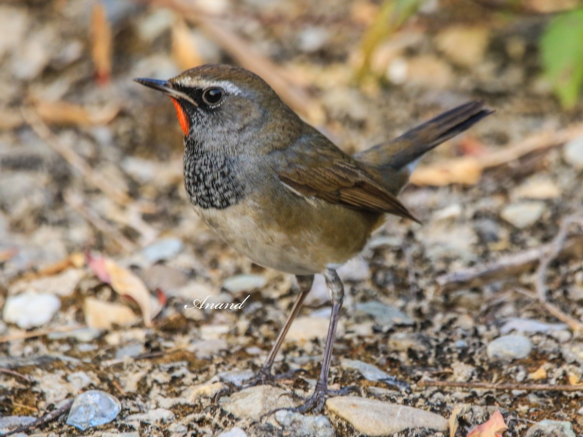 Himalayan Rubythroat - ML645689702