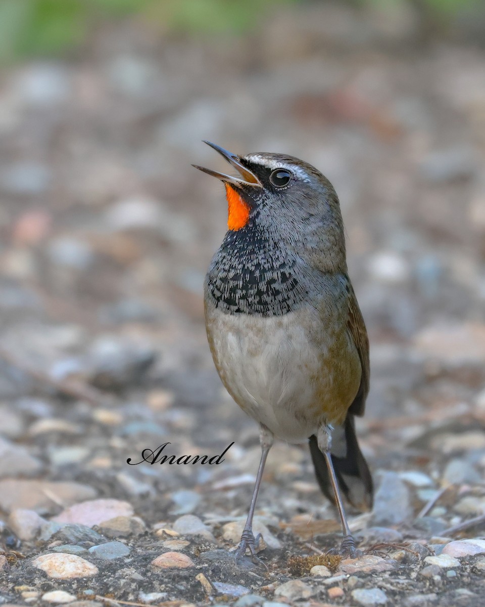 Himalayan Rubythroat - ML645689703