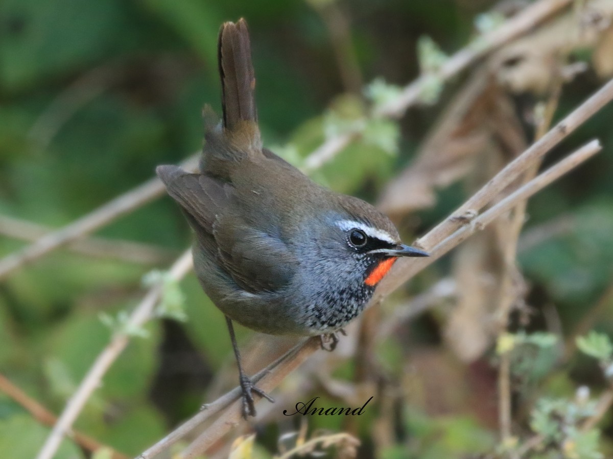 Himalayan Rubythroat - ML645689704