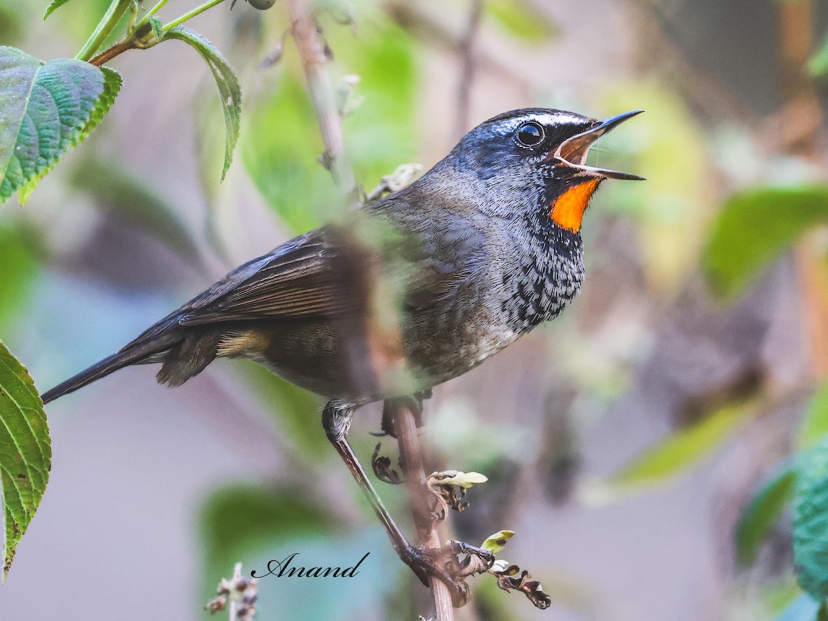 Himalayan Rubythroat - ML645689705