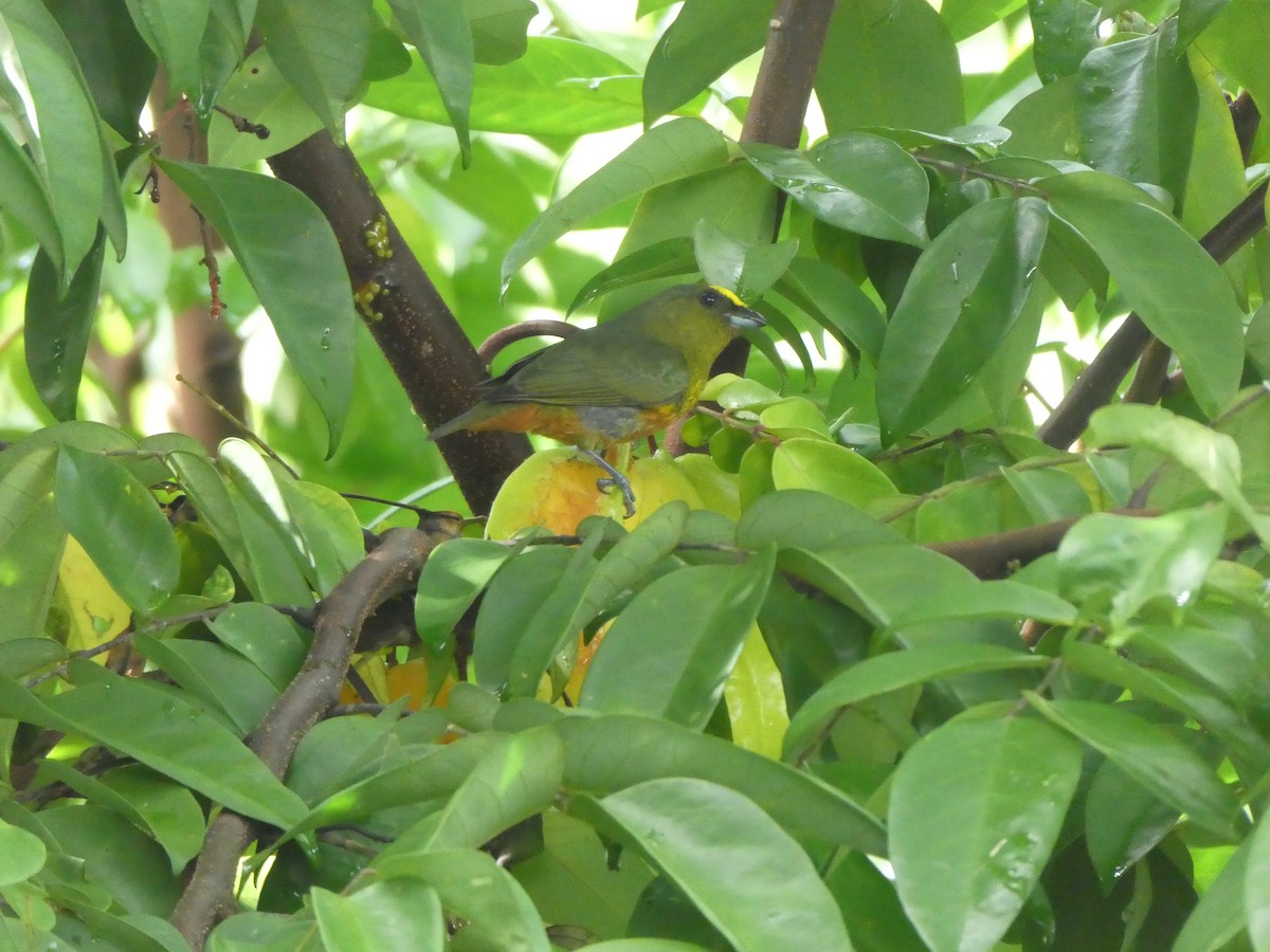 Olive-backed Euphonia - ML645689708