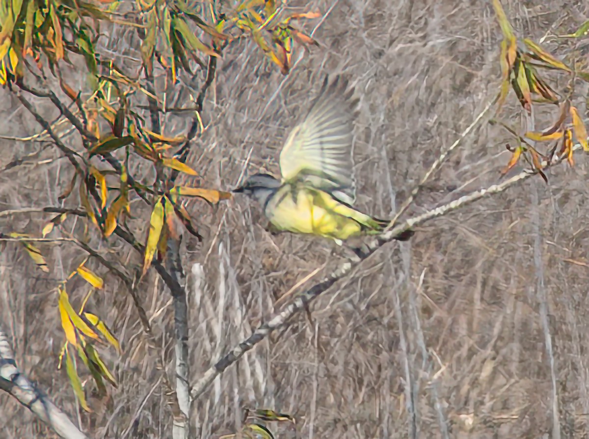 Cassin's Kingbird - ML645689709