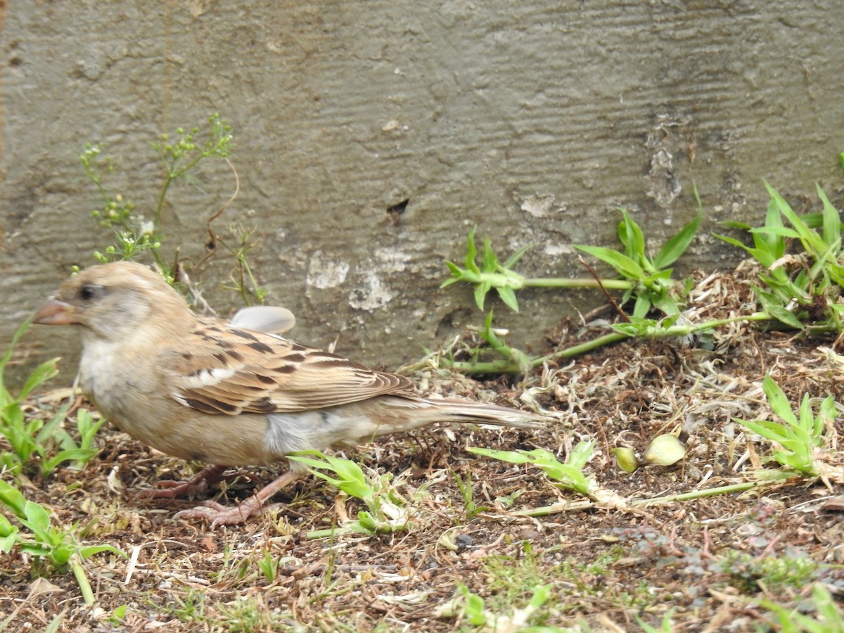 House Sparrow - ML645689711