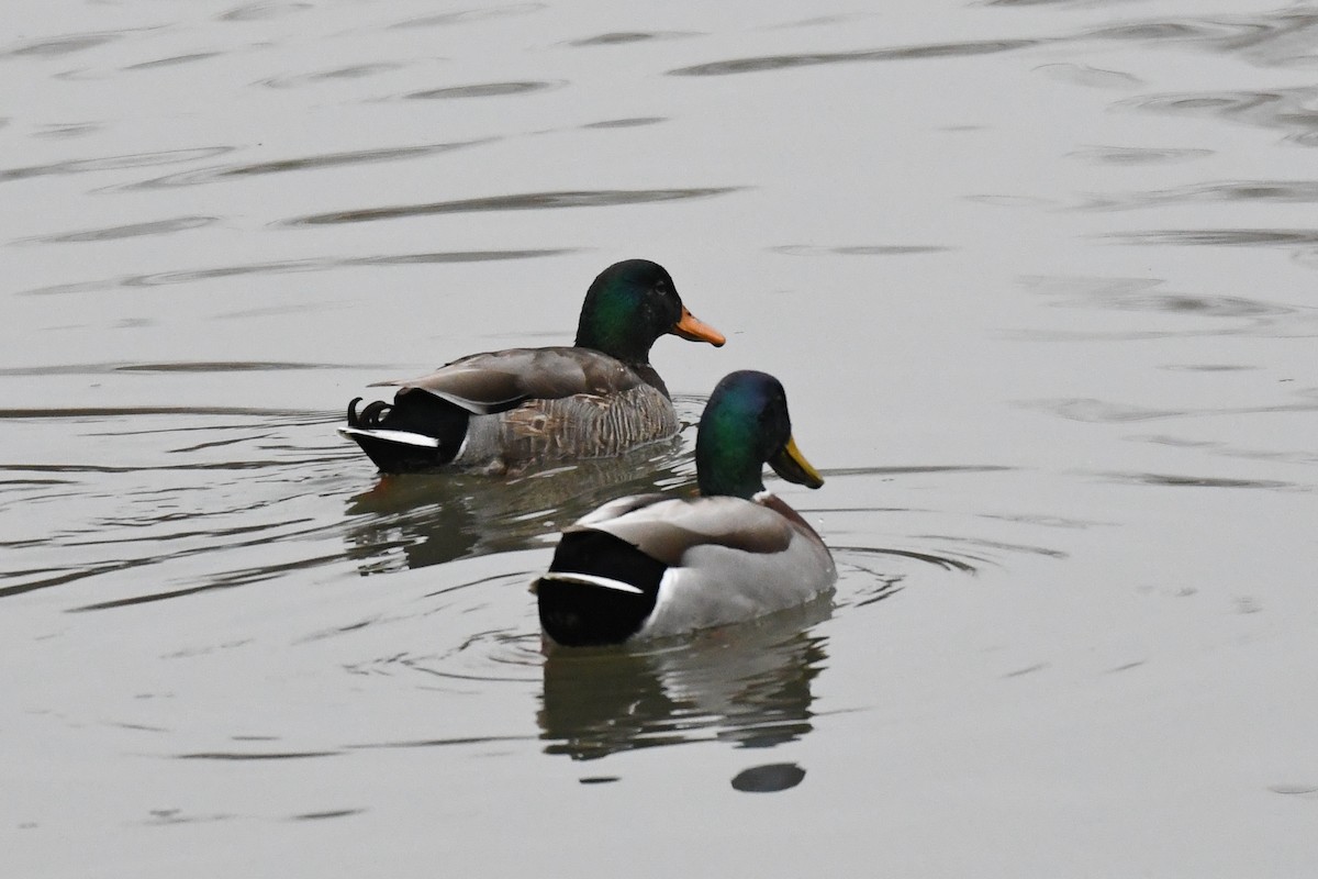 Mallard - ML645689713