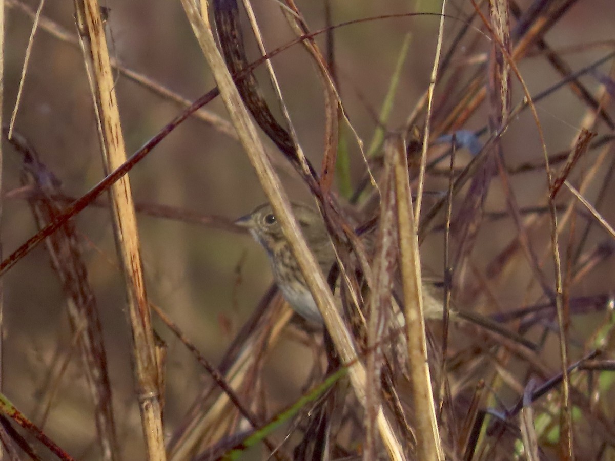 Lincoln's Sparrow - ML645689716