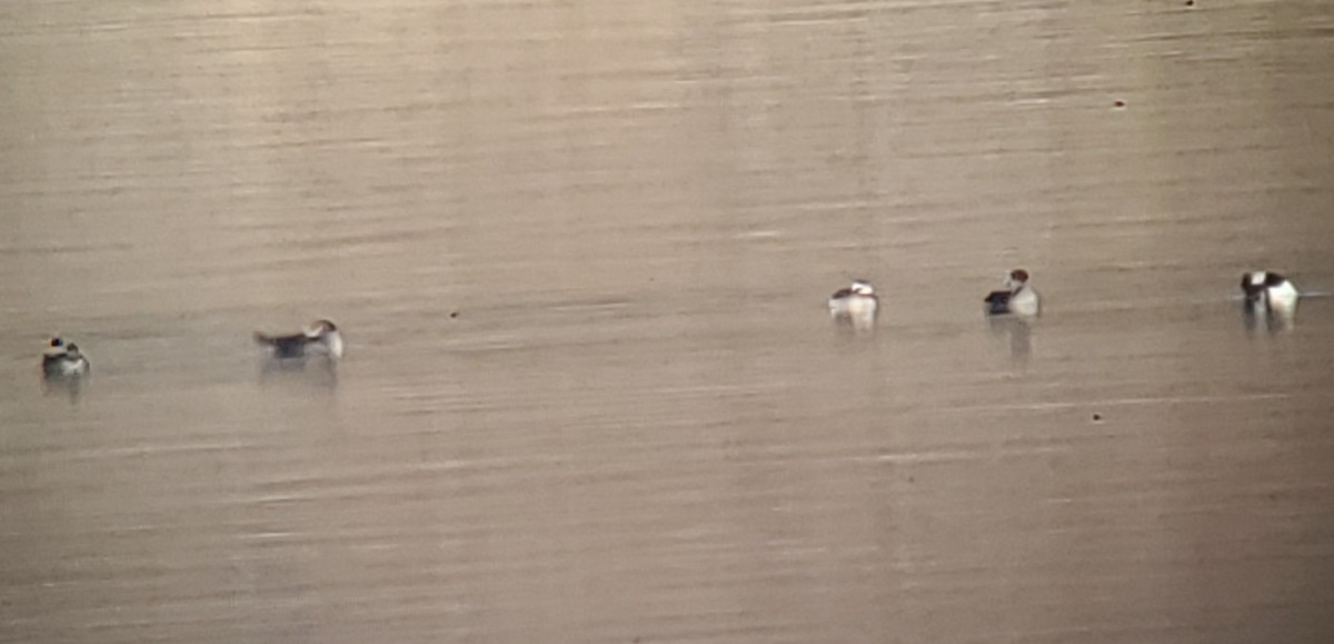 Long-tailed Duck - ML645689717