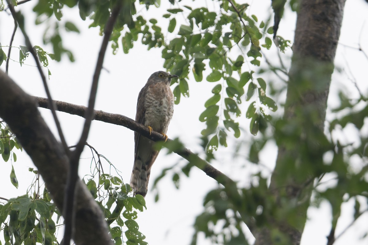 Common Hawk-Cuckoo - ML645689719