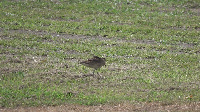 Little Curlew - ML645689720