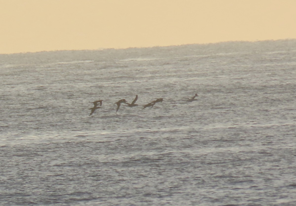 Northern Gannet - ML645689721