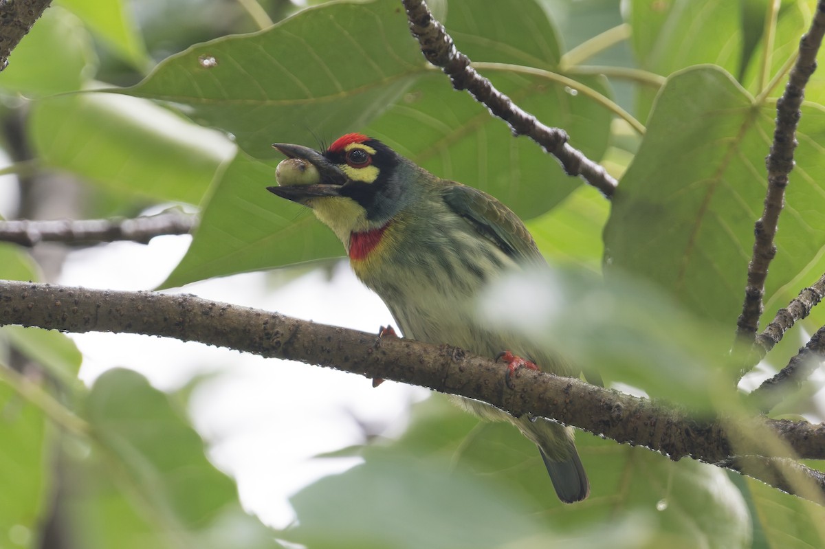 Coppersmith Barbet - ML645689724