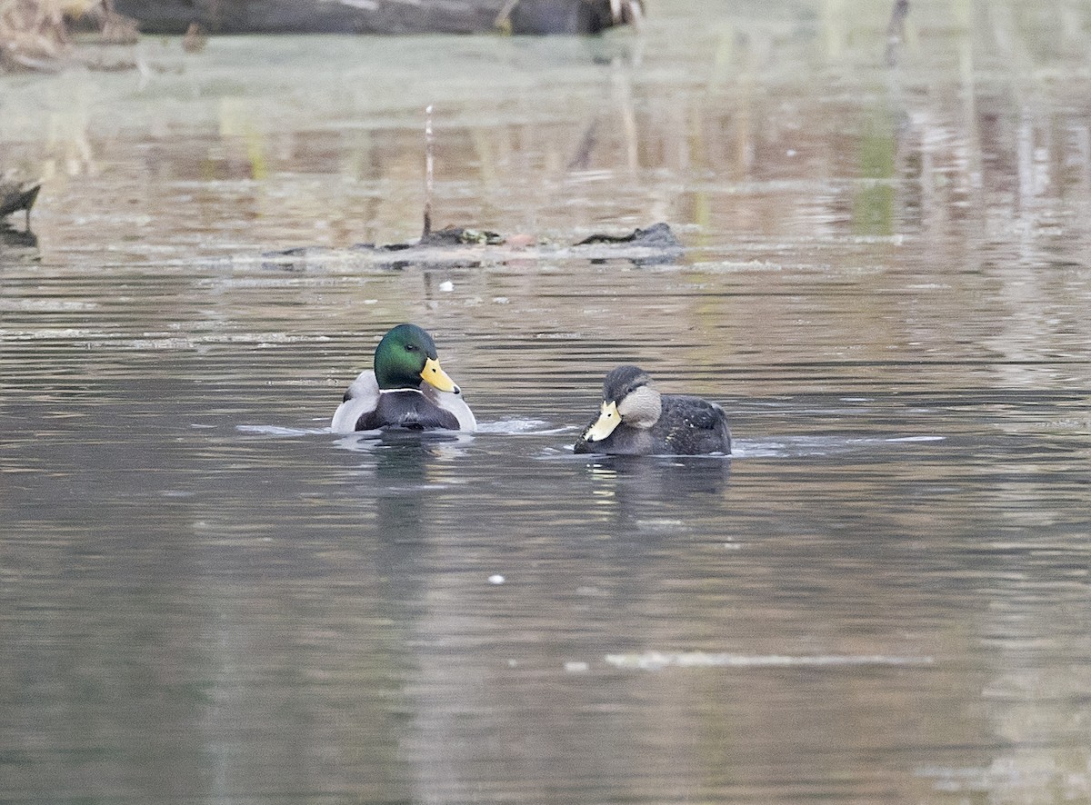 Mallard - ML645689725