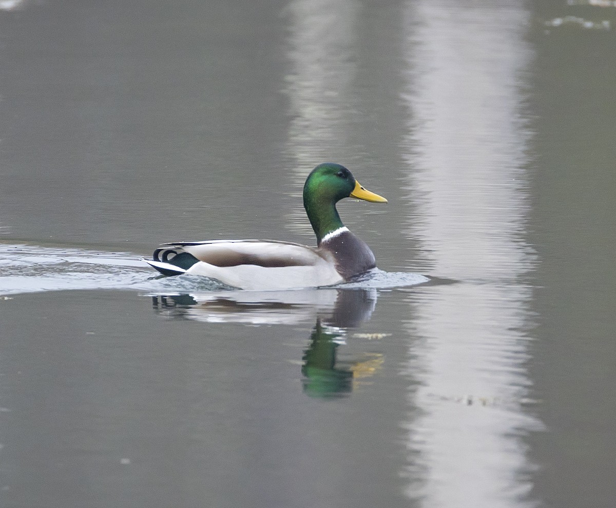 Mallard - ML645689727