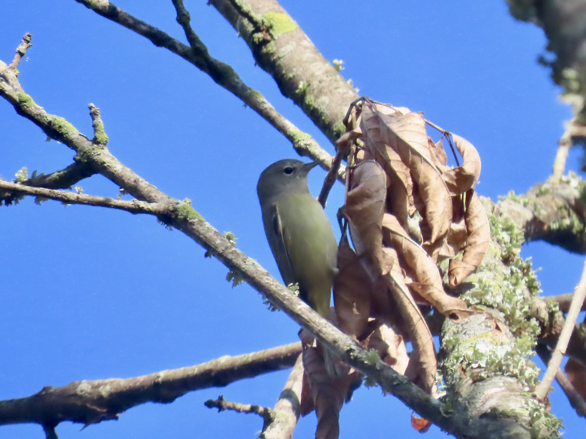 Orange-crowned Warbler - ML645689729