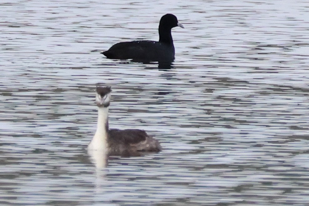 Great Crested Grebe - ML645689730