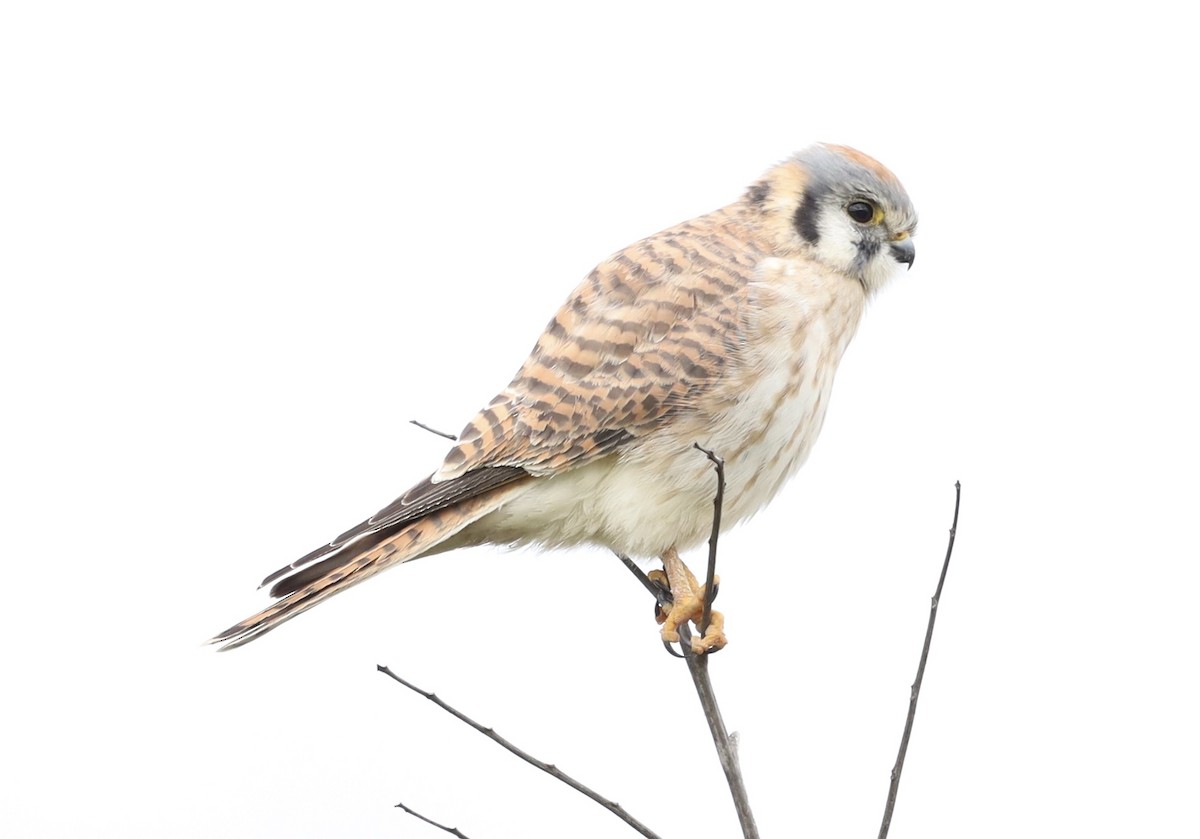 American Kestrel - ML645689731