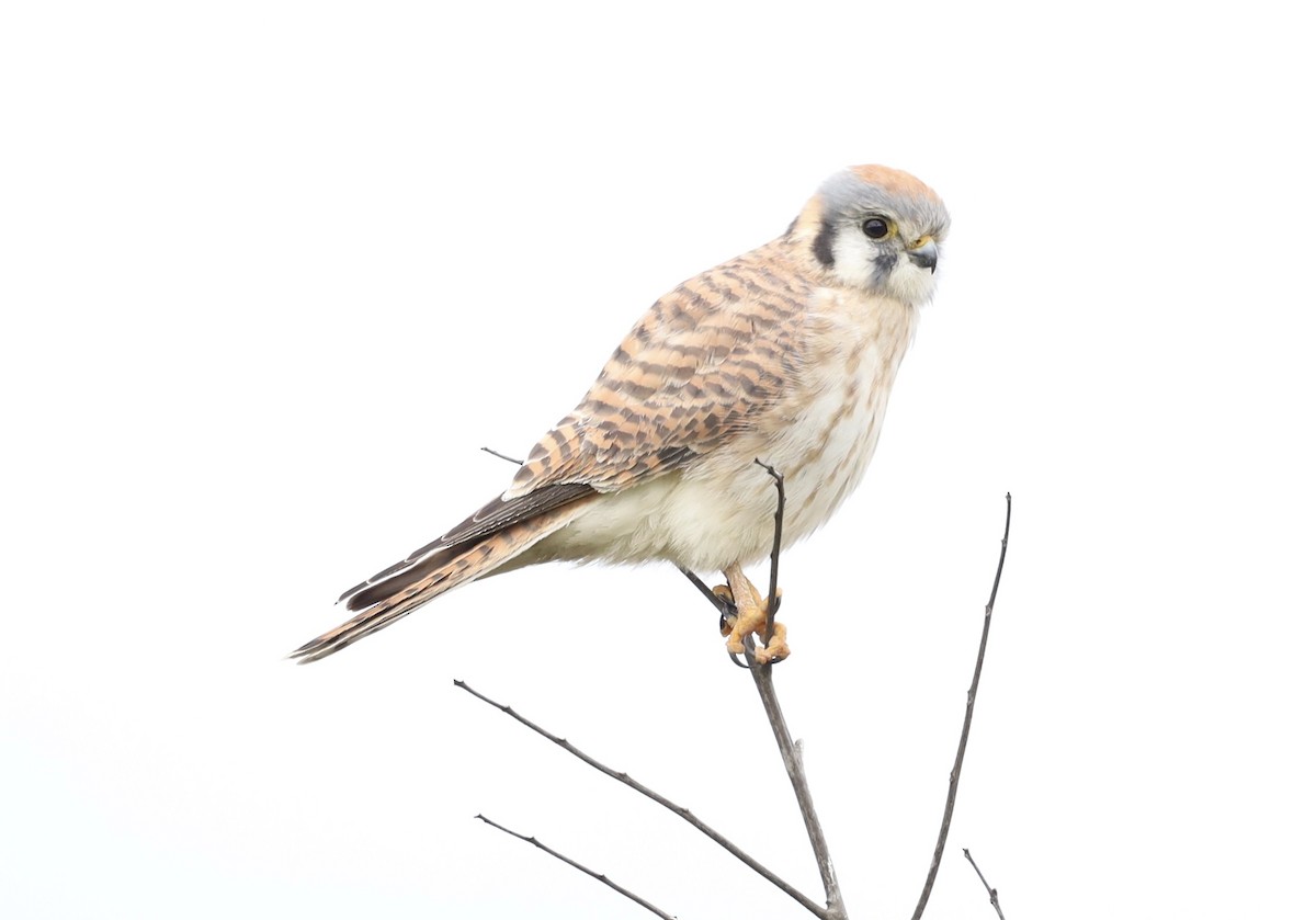 American Kestrel - ML645689732