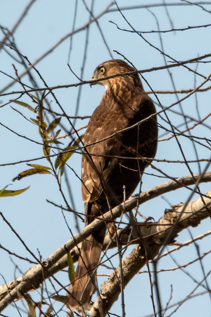 Cooper's Hawk - ML645689733