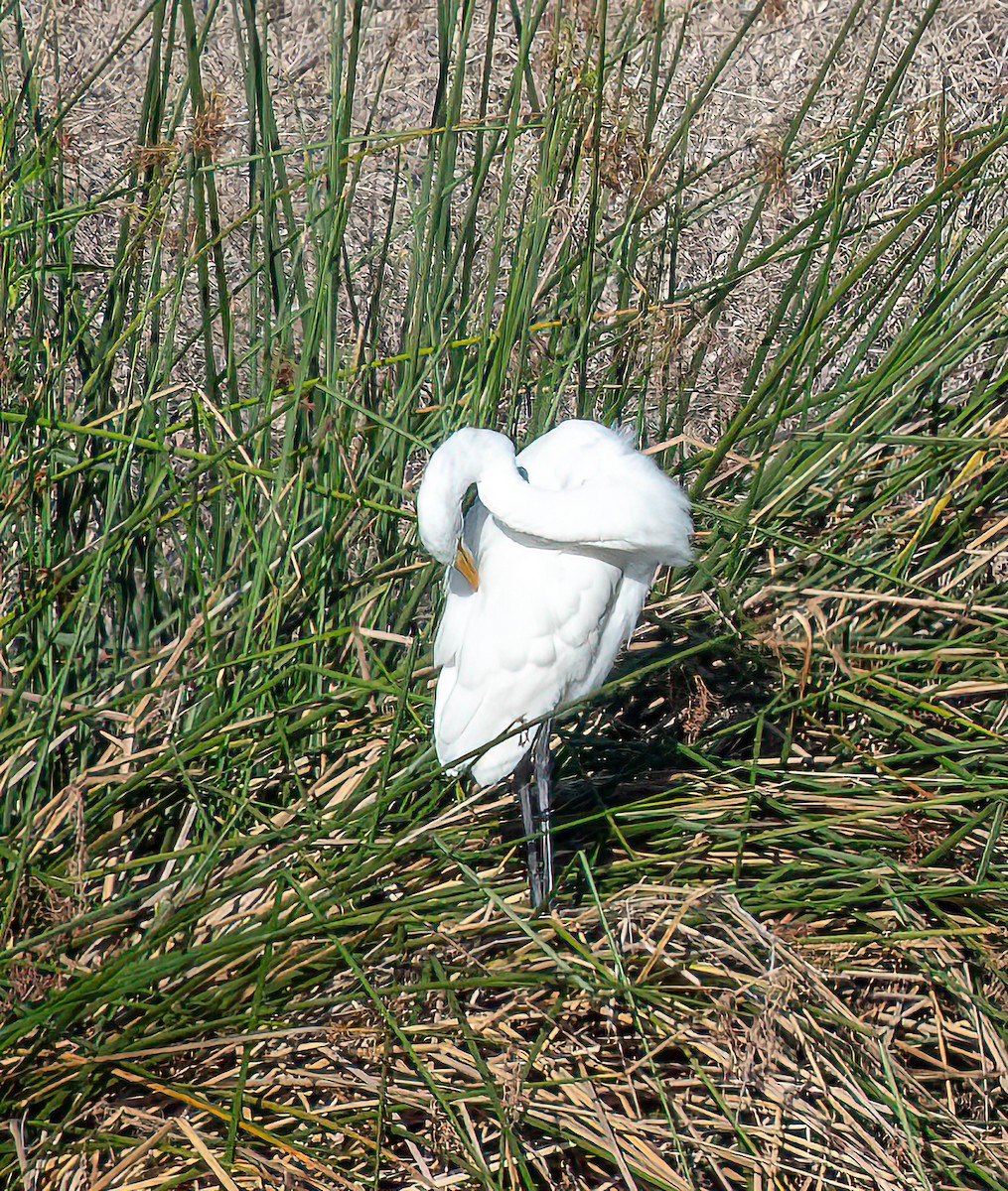 Great Egret - ML645689773