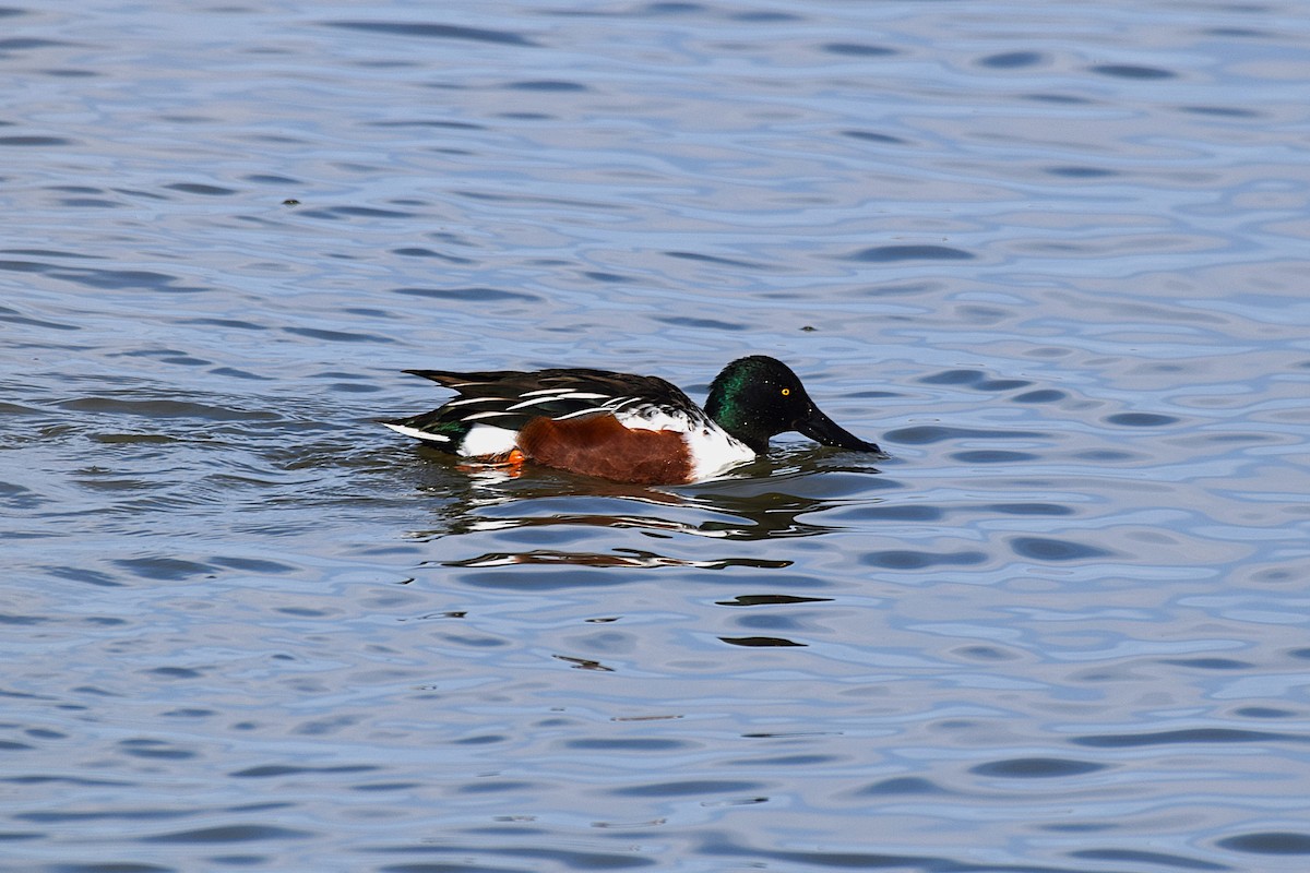 Northern Shoveler - ML645689775