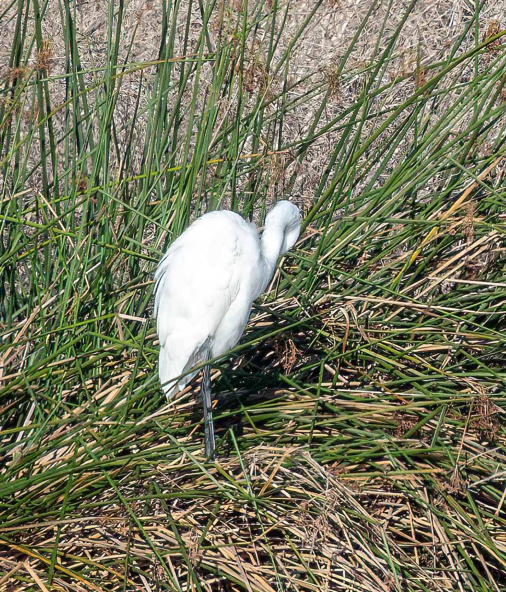 Great Egret - ML645689780