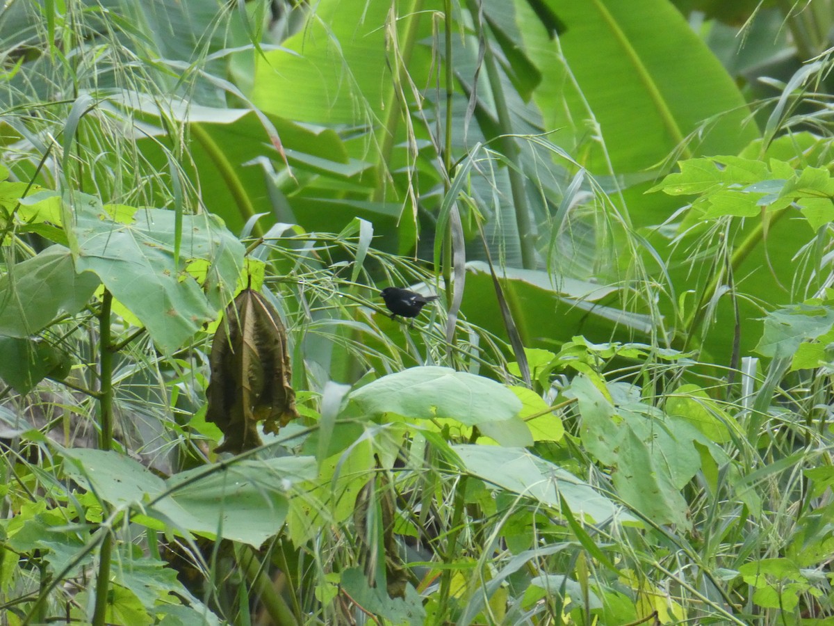 Variable Seedeater - ML645689784