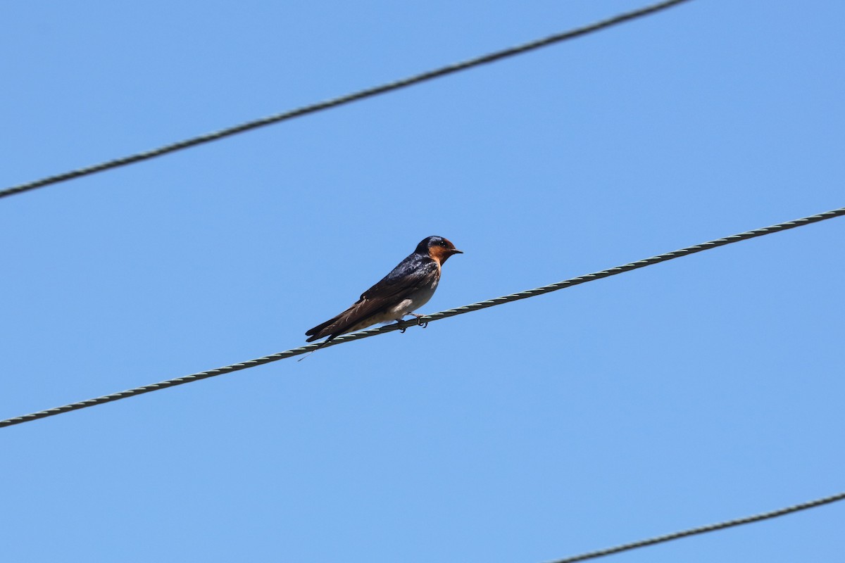 Welcome Swallow - ML645689785