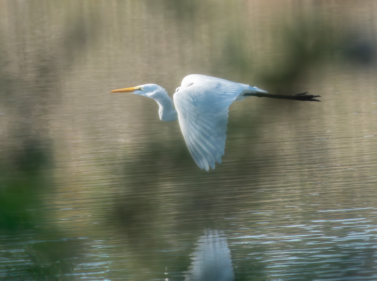 Great Egret - ML645689789