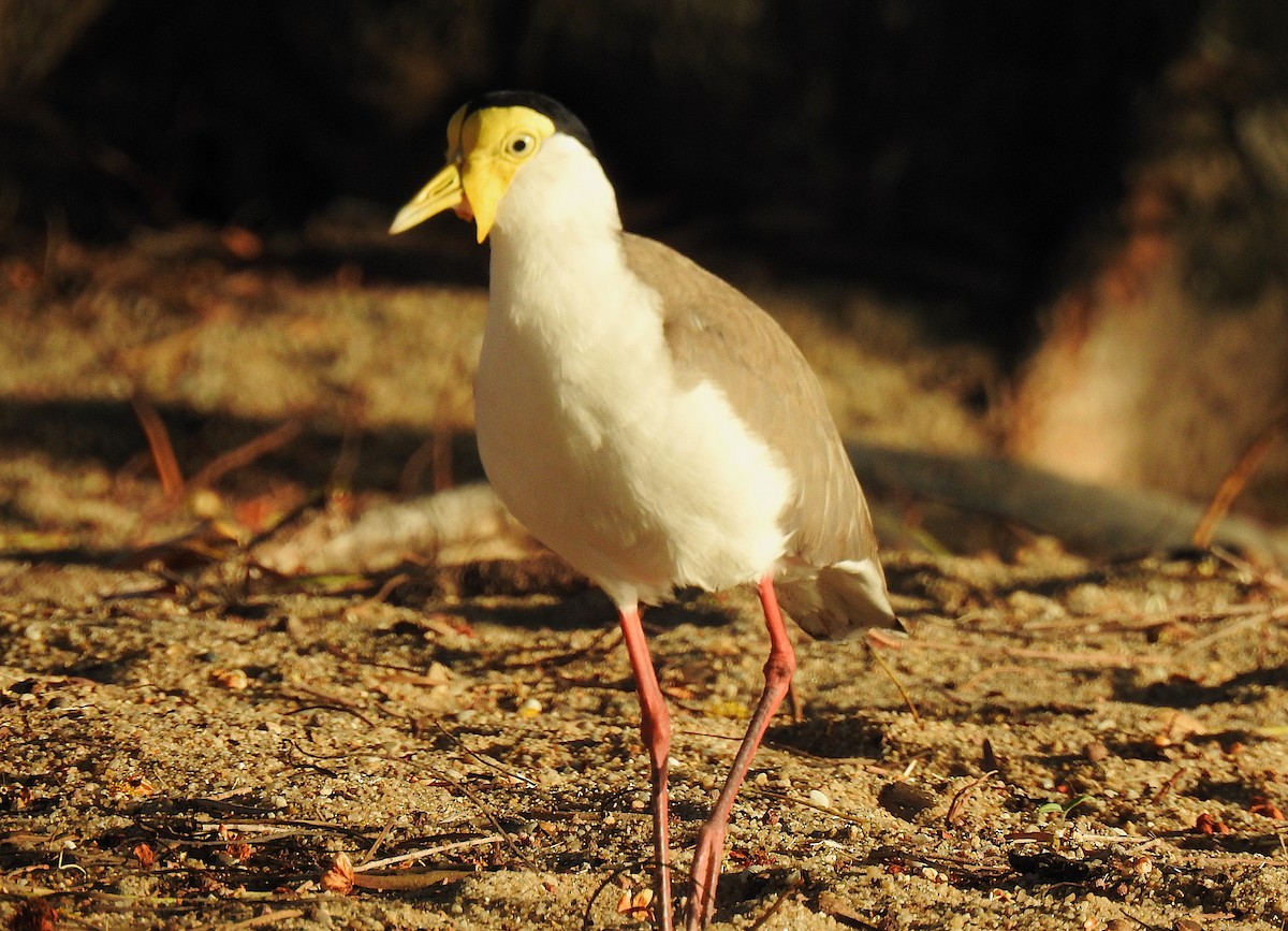 Masked Lapwing - ML645689813