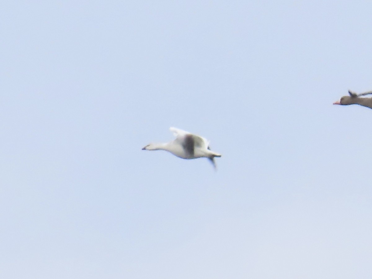 Ross's Goose - ML645689822