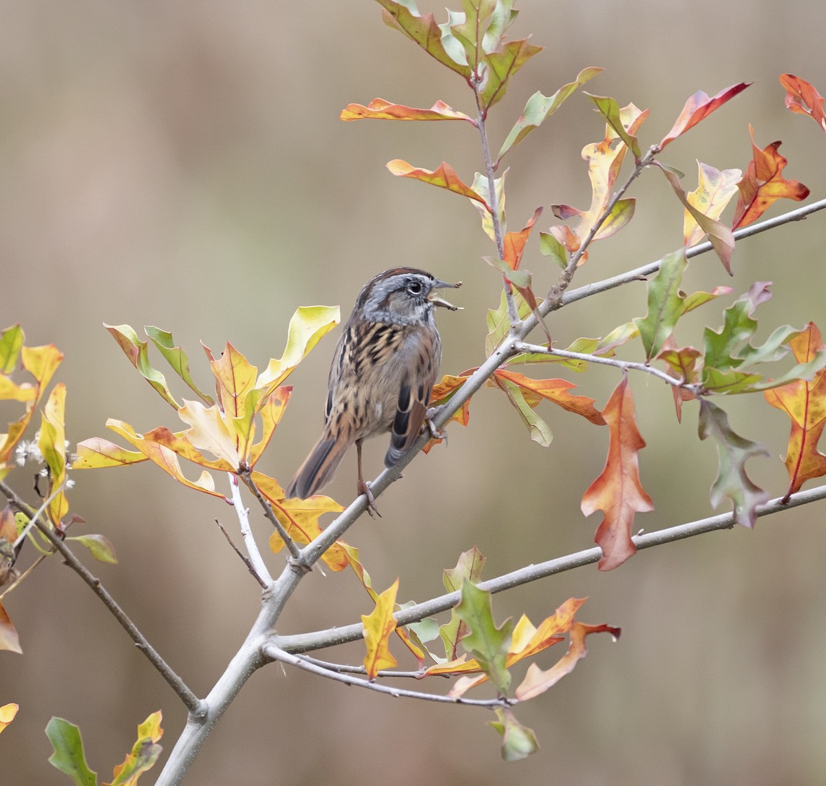 Swamp Sparrow - ML645689825