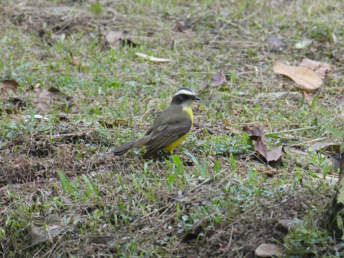 Sosyal Tiran - ML645689826