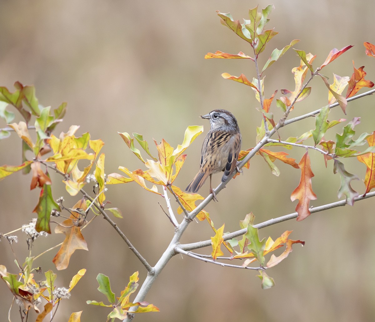 Swamp Sparrow - ML645689827