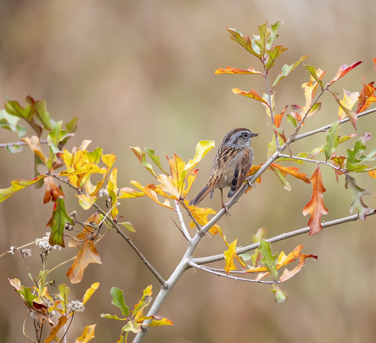 Swamp Sparrow - ML645689828