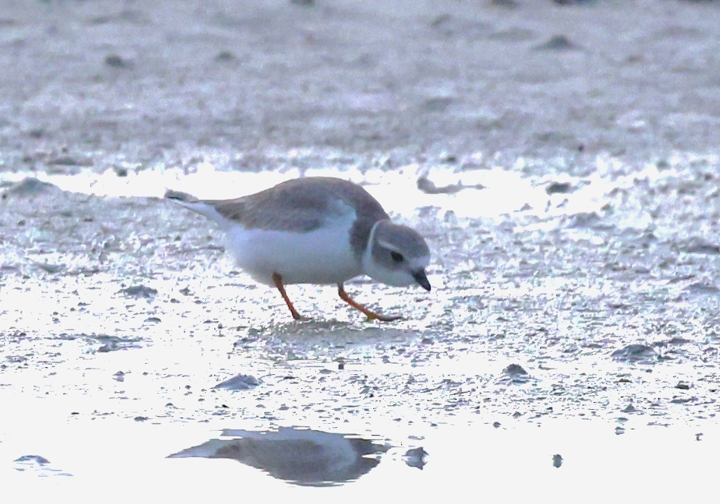 Islıkçı Cılıbıt - ML645689831