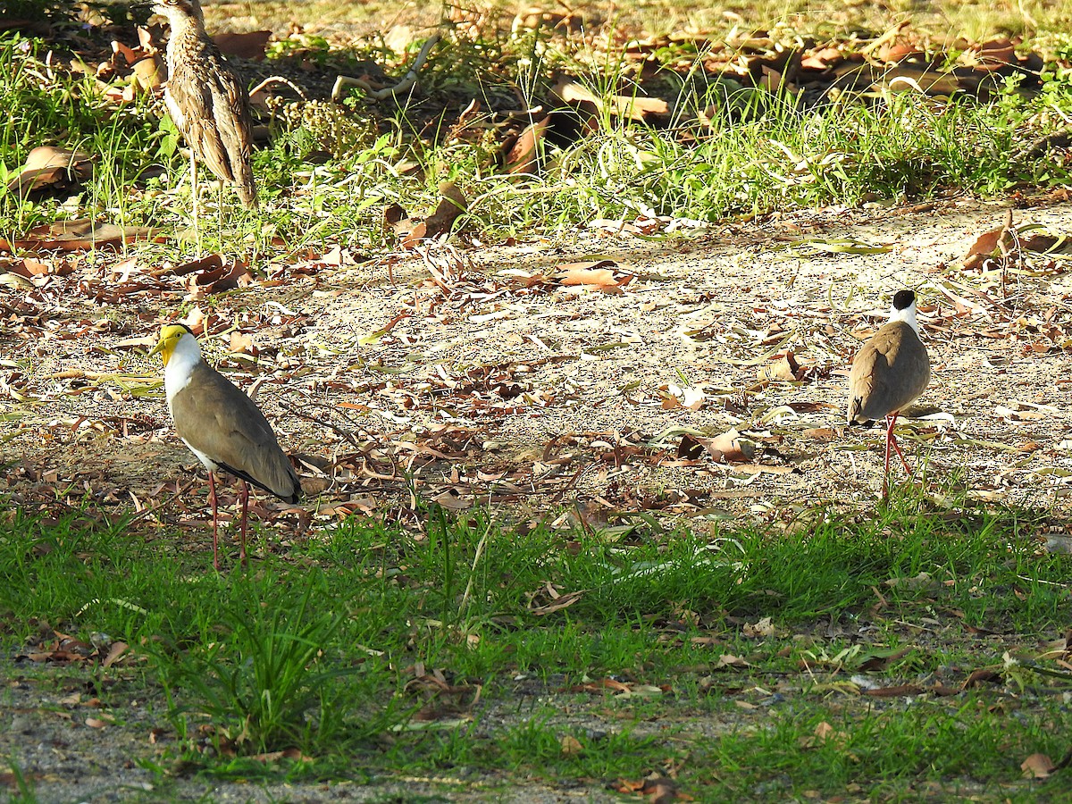 Masked Lapwing - ML645689837