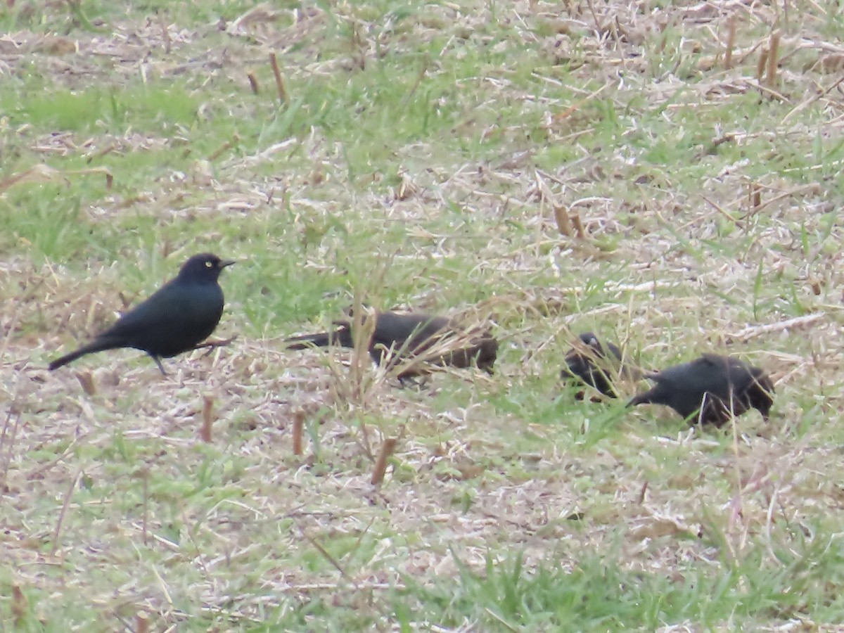 Brewer's Blackbird - ML645689841
