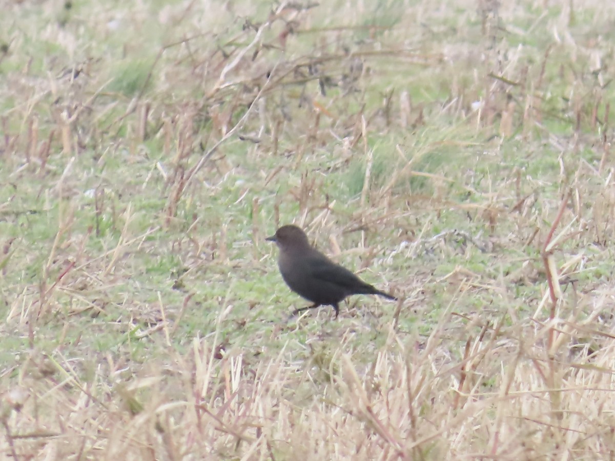 Brewer's Blackbird - ML645689842
